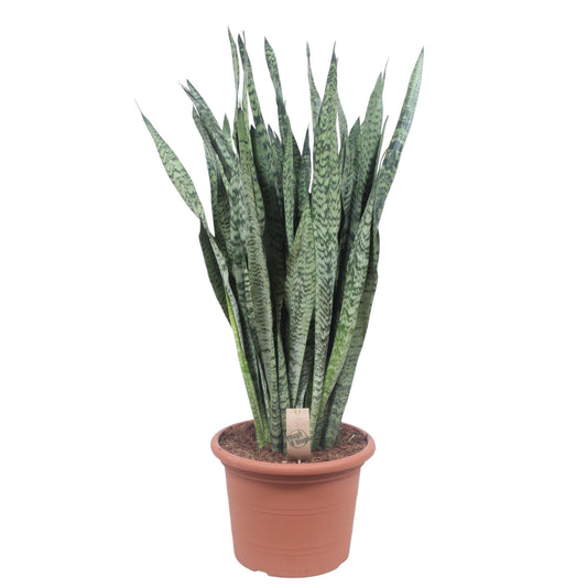 Sansevieria Zeylanica - 110 cm - Forest Plants