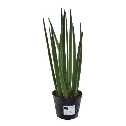 Sansevieria cylindrica 'Bacularis' / Mikado  - 38 cm