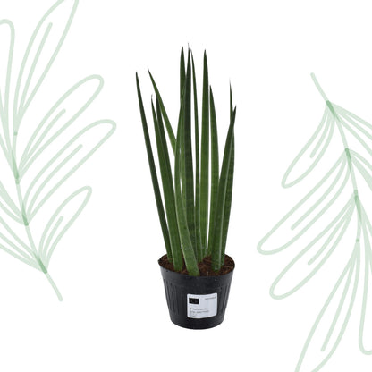 Sansevieria cylindrica 'Bacularis' / Mikado  - 38 cm Forest Plants