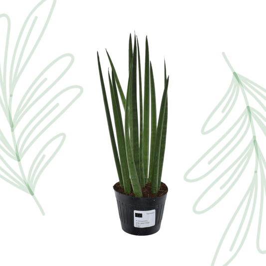 Sansevieria cylindrica 'Bacularis' / Mikado  - 38 cm Forest Plants