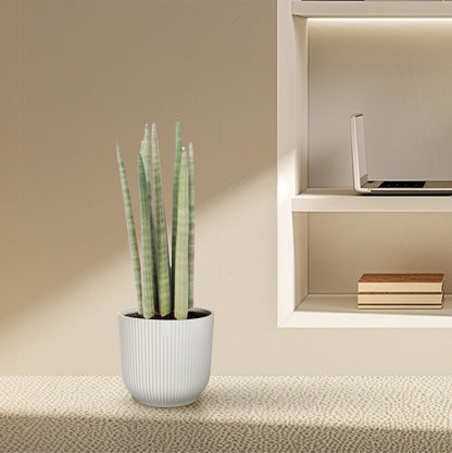 Sansevieria cylindrica 'Spaghetti' - 40 cm