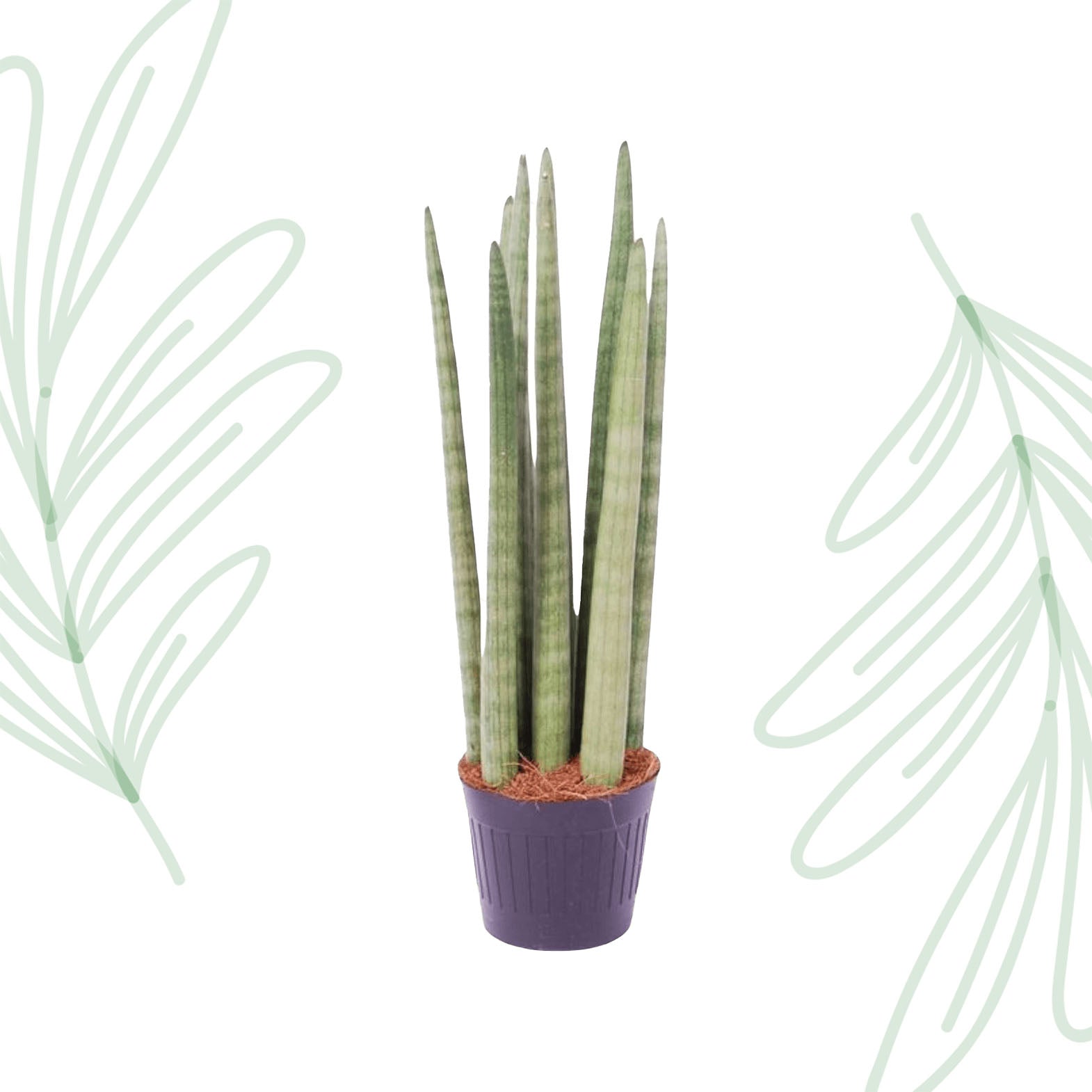 Sansevieria cylindrica 'Spaghetti' - 40 cm Forest Plants