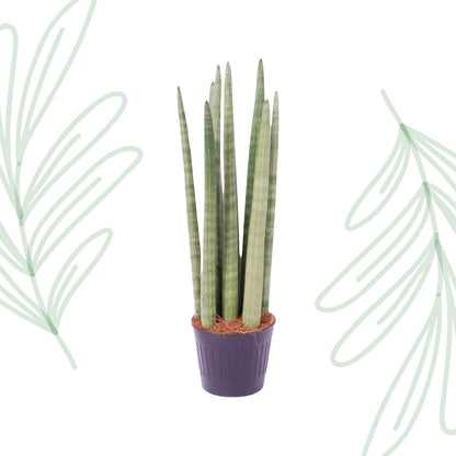 Sansevieria cylindrica 'Spaghetti' - 40 cm Forest Plants