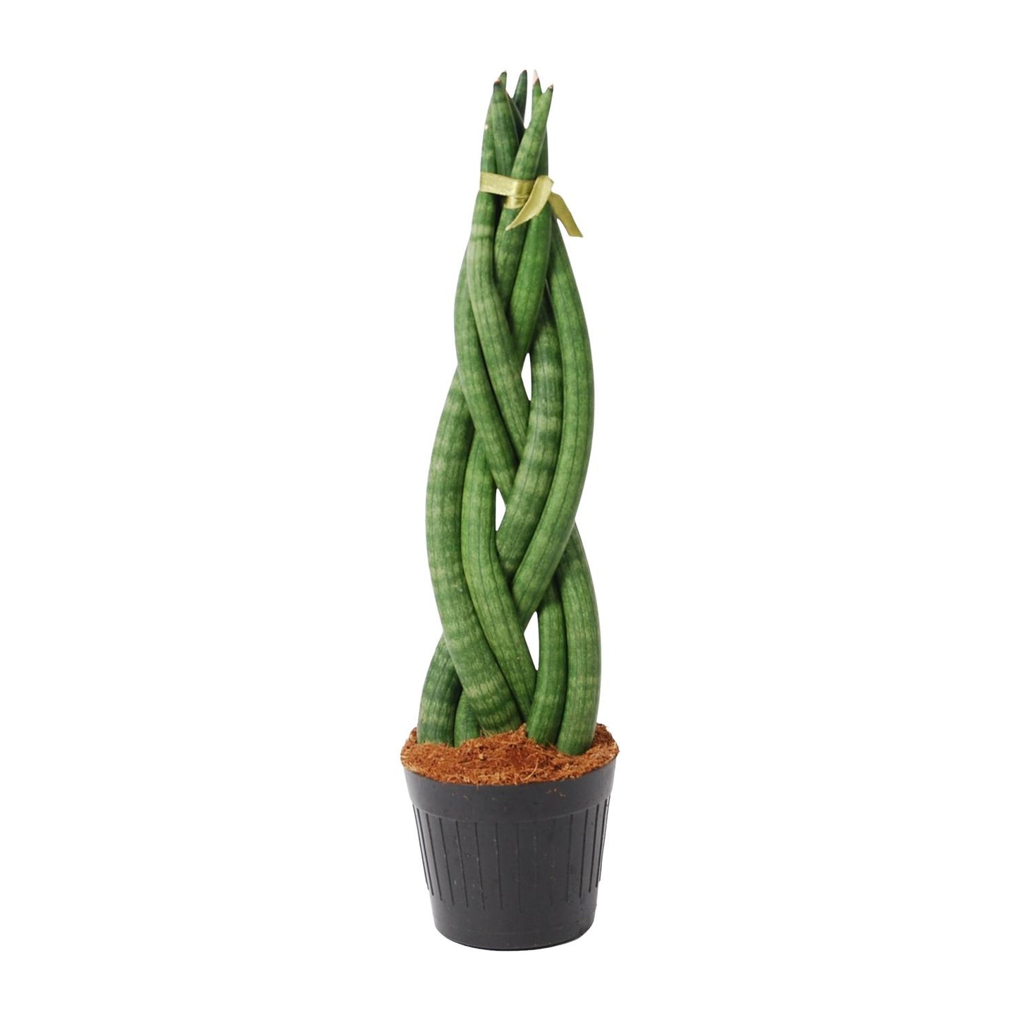 Sansevieria cylindrica 'Twist' - 40 cm