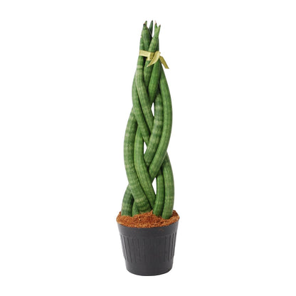 Sansevieria cylindrica 'Twist' - 40 cm