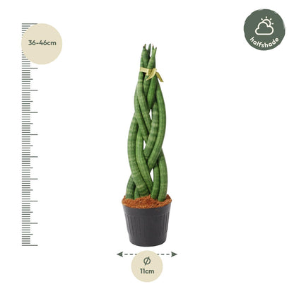 Sansevieria cylindrica 'Twist' - 40 cm