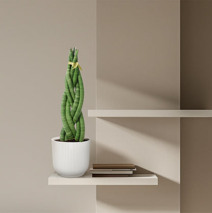 Sansevieria cylindrica 'Twist' - 40 cm