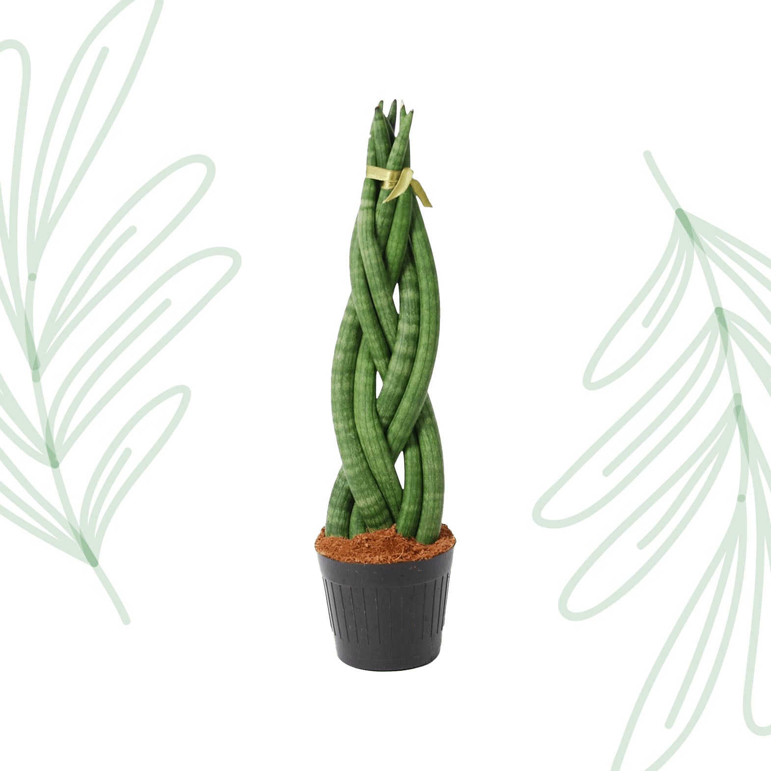 Sansevieria cylindrica 'Twist' - 40 cm Forest Plants