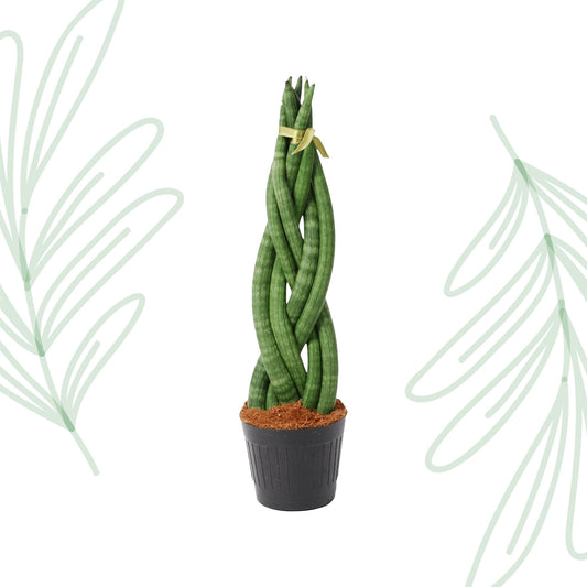 Sansevieria cylindrica 'Twist' - 40 cm Forest Plants