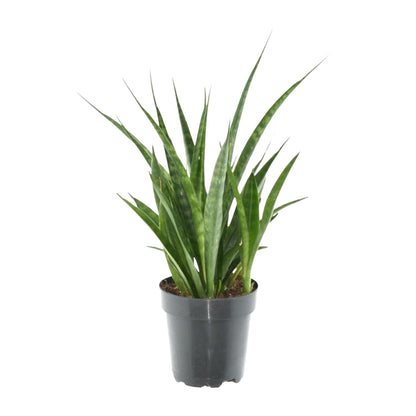 Sansevieria kirkii 'Friends' - 38 cm