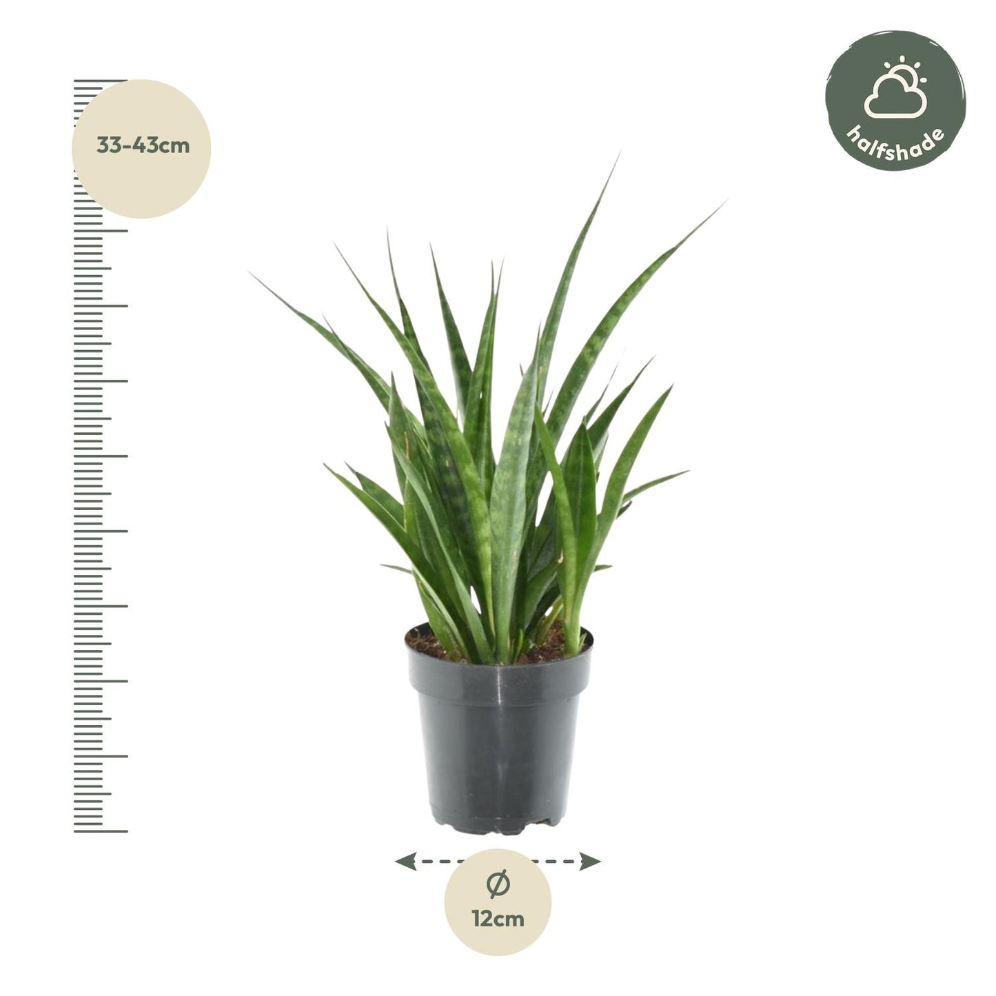 Sansevieria kirkii 'Friends' - 38 cm