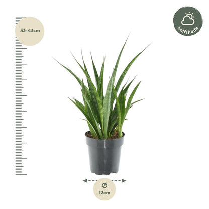 Sansevieria kirkii 'Friends' - 38 cm