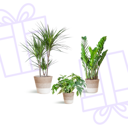 Schaduw Plantenbox - medium - met mand Lissabon wit