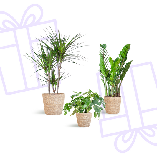 Schaduw Plantenbox - medium - met mand Sofia
