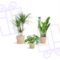 Schaduw Plantenbox - medium - met mand Sofia