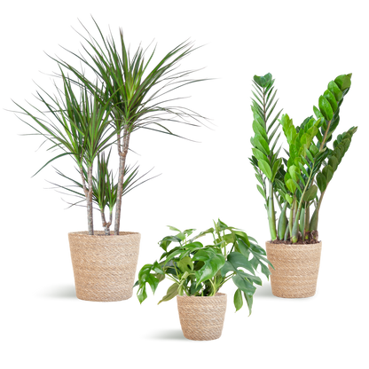 Schaduw Plantenbox - medium - met mand Sofia