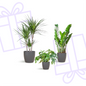 Schaduw Plantenbox - medium - met vibers pot grijs