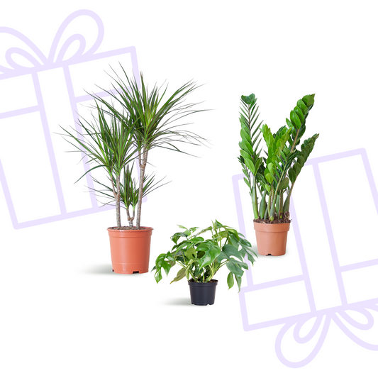 Schaduw Plantenbox - medium - zonder sierpot