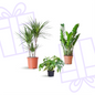 Schaduw Plantenbox - medium - zonder sierpot
