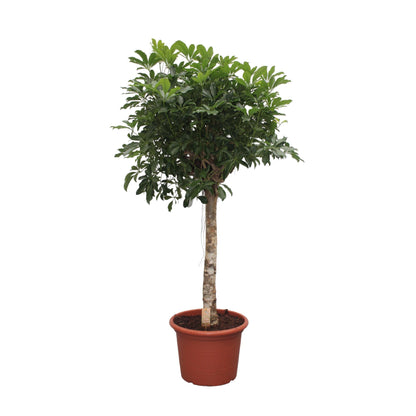 Schefflera Arboricola Compacta boom - 180 cm - Forest Plants