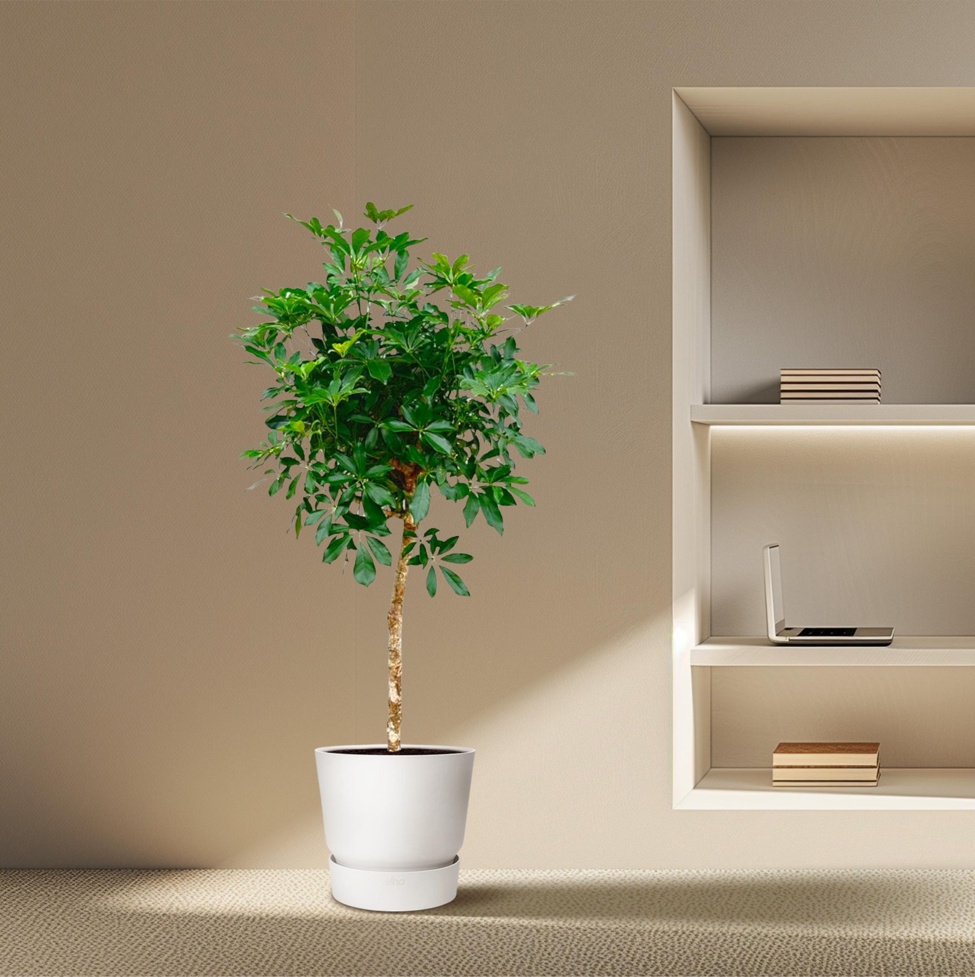 Schefflera op stam - 170 cm - Forest Plants