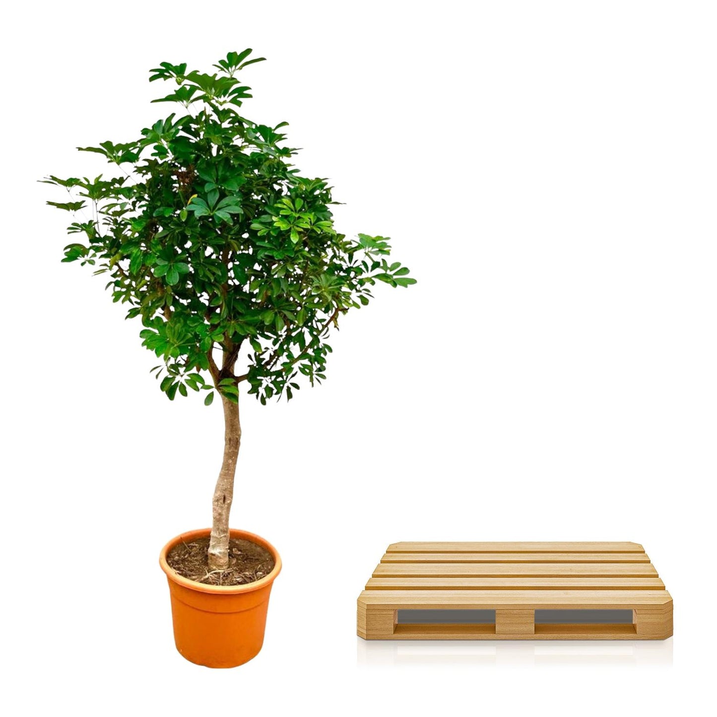 Schefflera op stam - 210 cm - Forest Plants