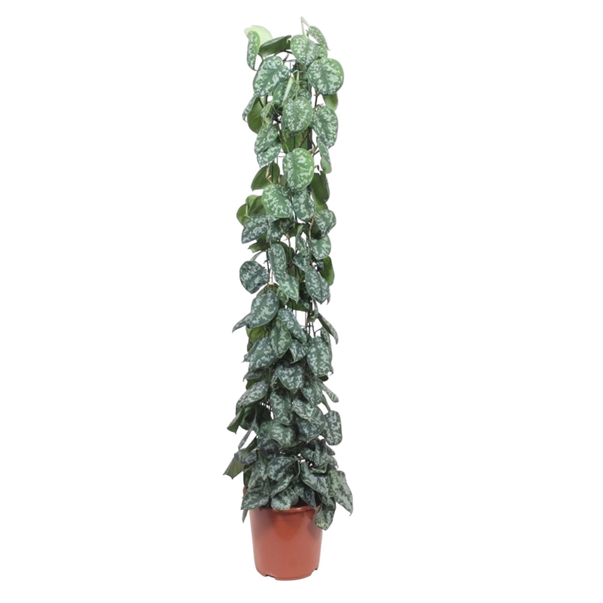Scindapsus Pictus Trebie gaasrek - 160 cm - Forest Plants
