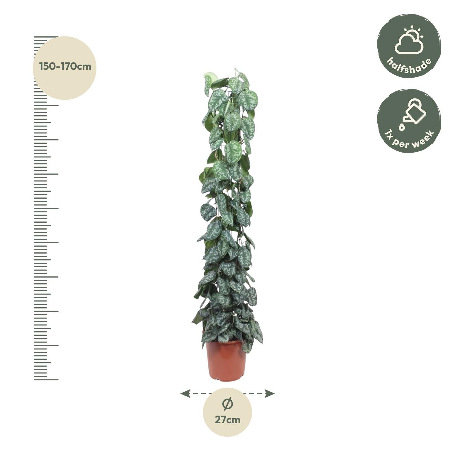 Scindapsus Pictus Trebie gaasrek - 160 cm - Forest Plants