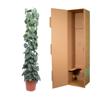 Scindapsus Pictus Trebie gaasrek - 160 cm - Forest Plants