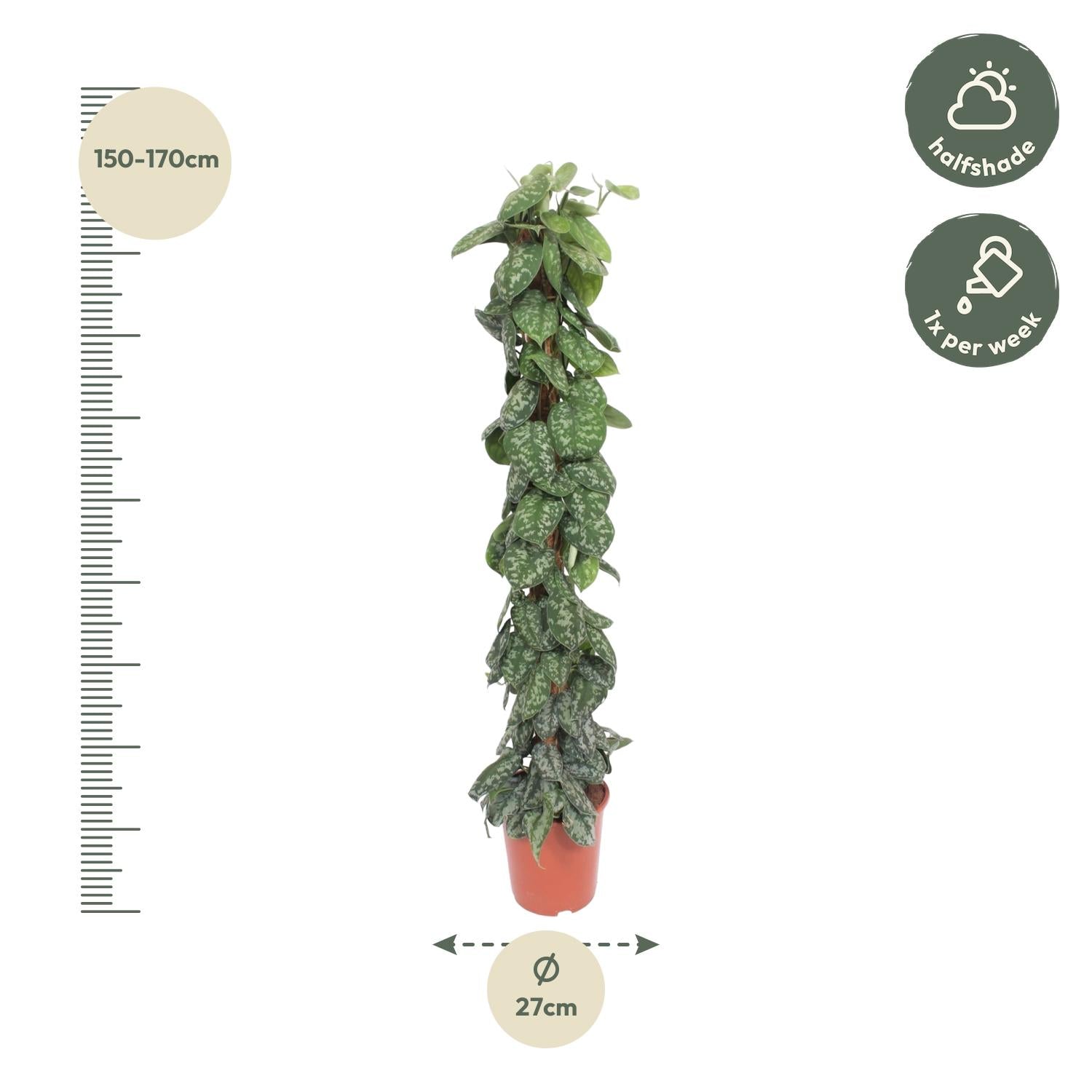 Scindapsus Pictus Trebie mosstok - 160 cm - Forest Plants
