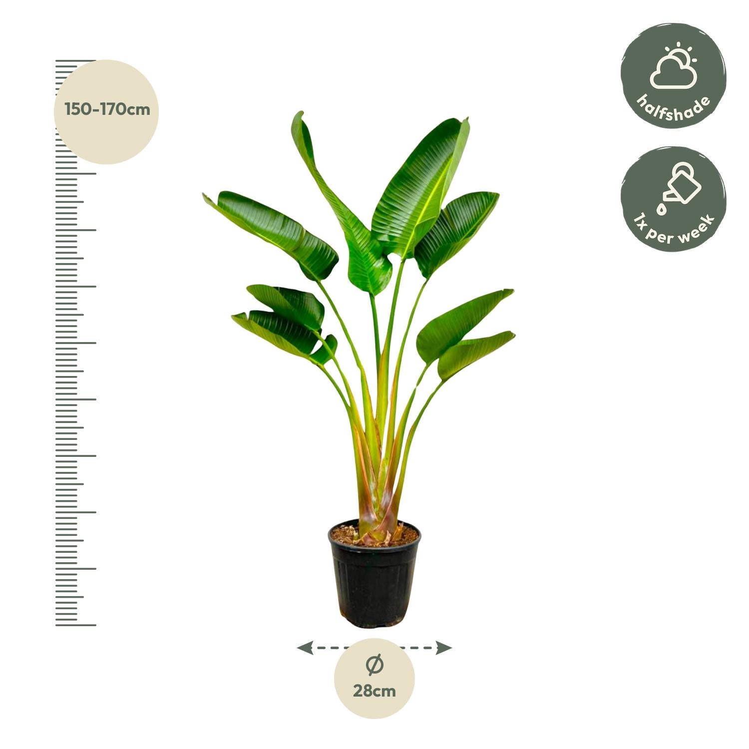 Strelitzia Augusta - 160 cm - Forest Plants