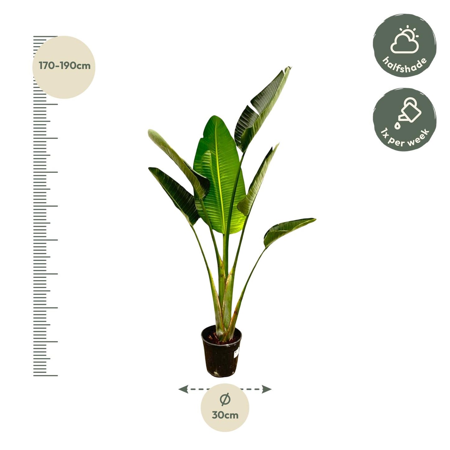 Strelitzia Augusta - 180 cm