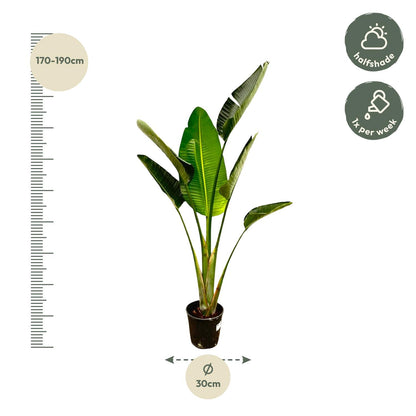 Strelitzia Augusta - 180 cm