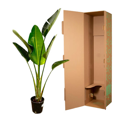 Strelitzia Augusta - 180 cm