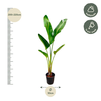Strelitzia Augusta - 220 cm - Forest Plants