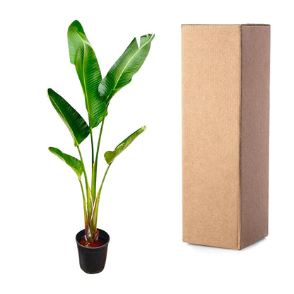 Strelitzia Augusta - 220 cm - Forest Plants