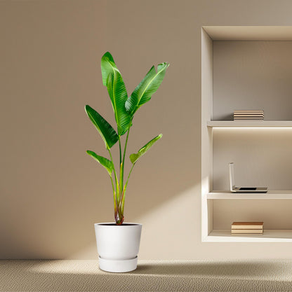 Strelitzia Augusta - 220 cm - Forest Plants