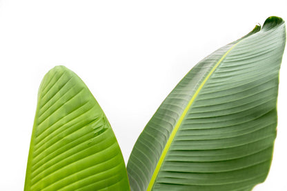 Strelitzia Augusta - 220 cm - Forest Plants