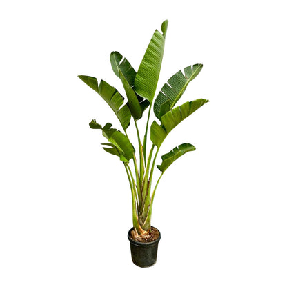 Strelitzia Augusta - 250 cm