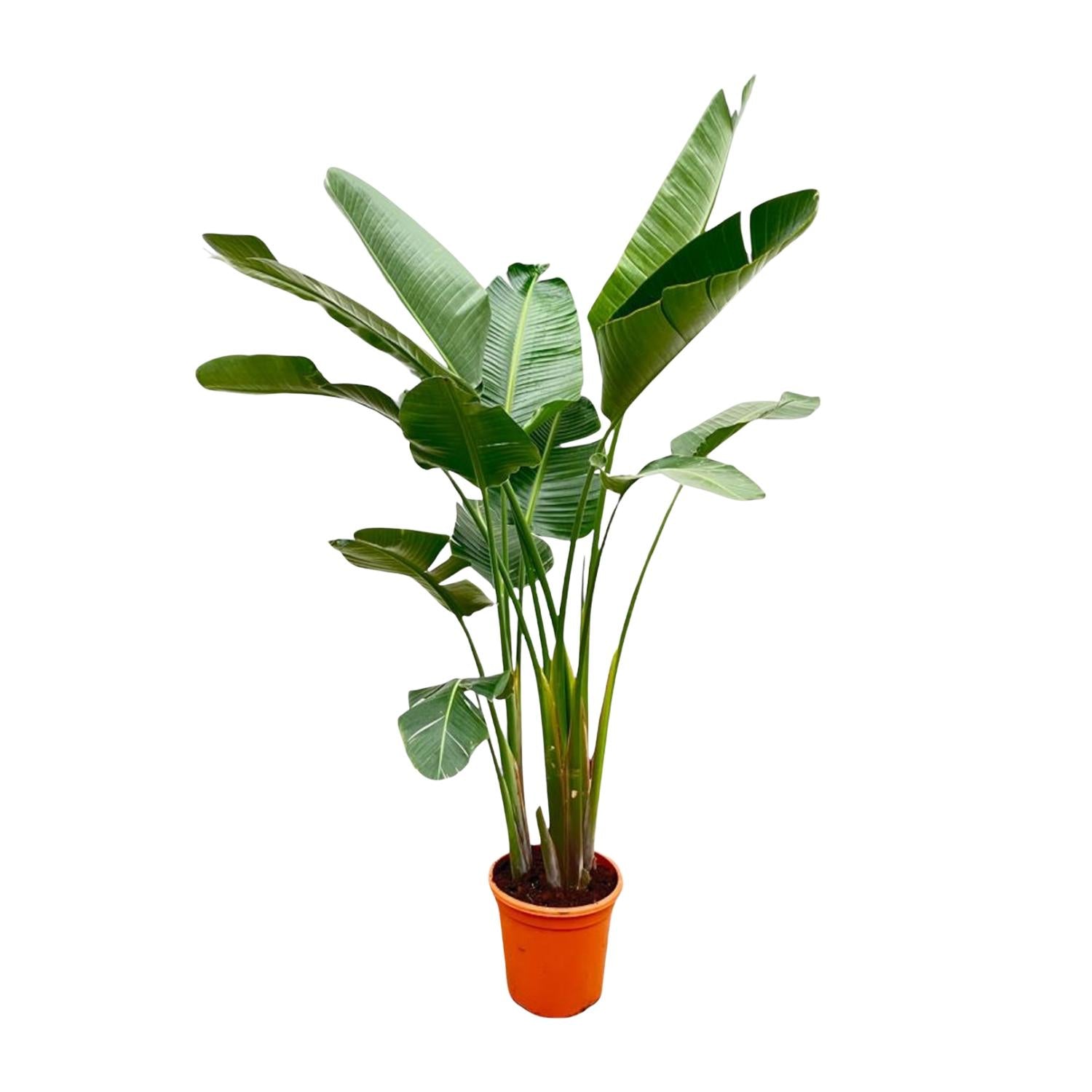 Strelitzia Augusta de luxe XXL - 250 cm - Forest Plants