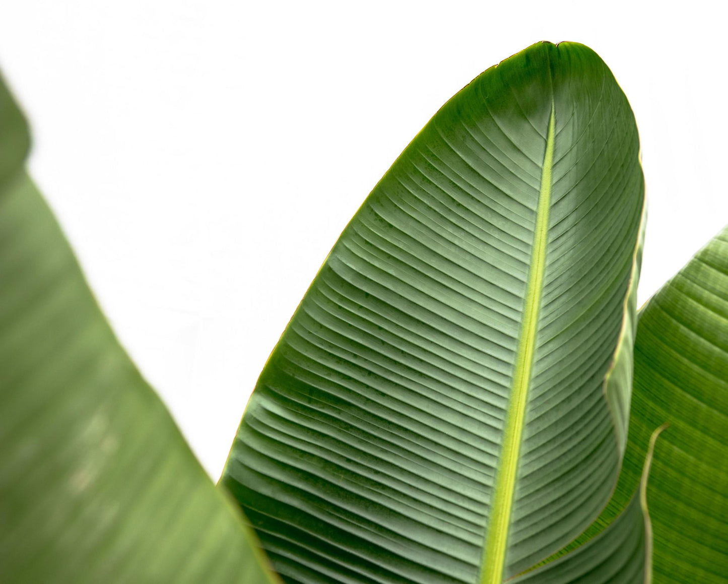 Strelitzia Augusta de luxe XXL - 250 cm - Forest Plants