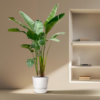 Strelitzia Augusta de luxe XXL - 250 cm - Forest Plants