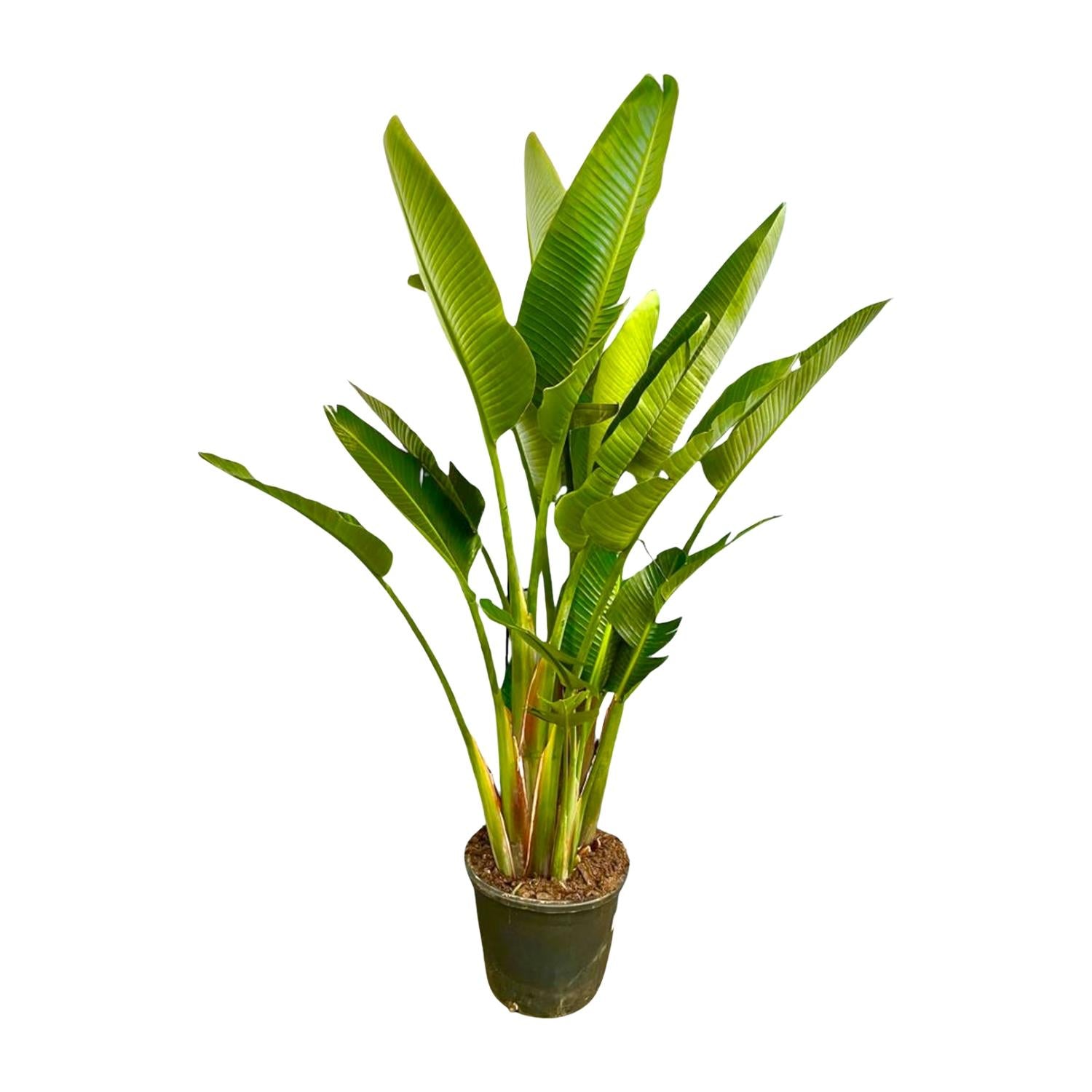 Strelitzia Augusta multi stam XXL - 225 cm - Forest Plants