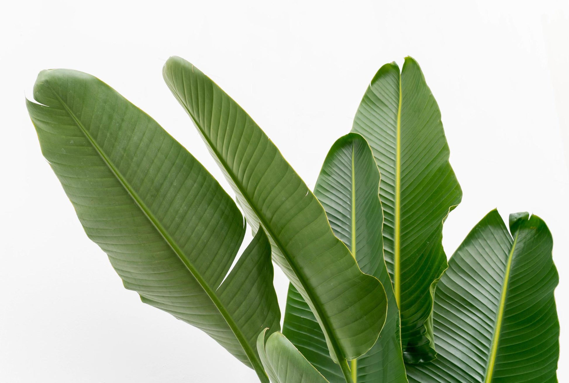 Strelitzia Augusta multi stam XXL - 225 cm - Forest Plants