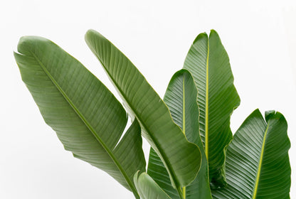 Strelitzia Augusta multi stam XXL - 225 cm - Forest Plants