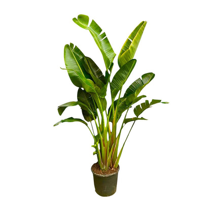 Strelitzia Augusta multi stam XXL - 250 cm