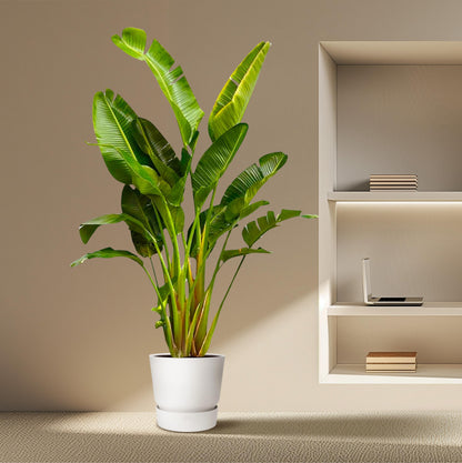 Strelitzia Augusta multi stam XXL - 250 cm