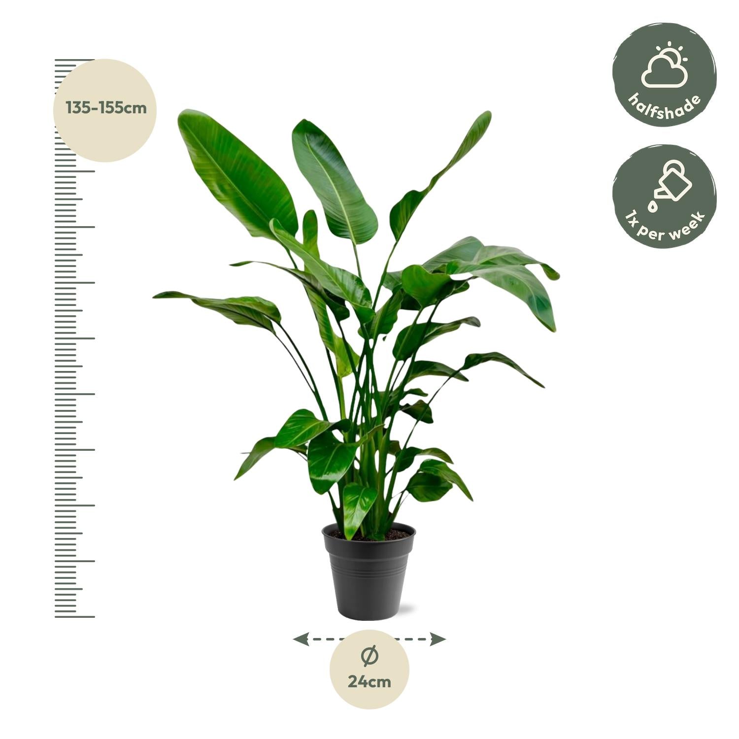 Strelitzia Nicolai - 140-150cm - Forest Plants