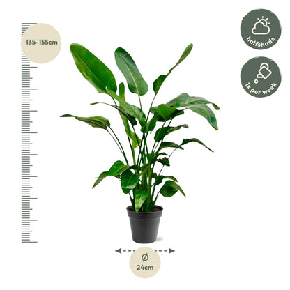 Strelitzia Nicolai - 140-150cm - Forest Plants
