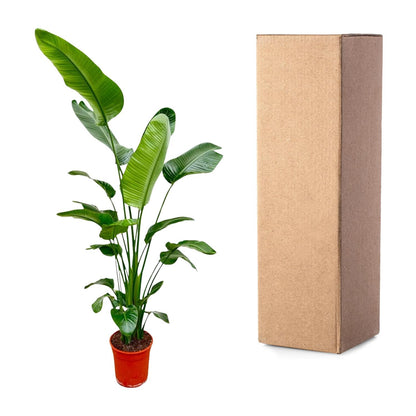 Strelitzia Nicolai - 180-210 cm